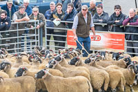 Border Horned Ewes-05